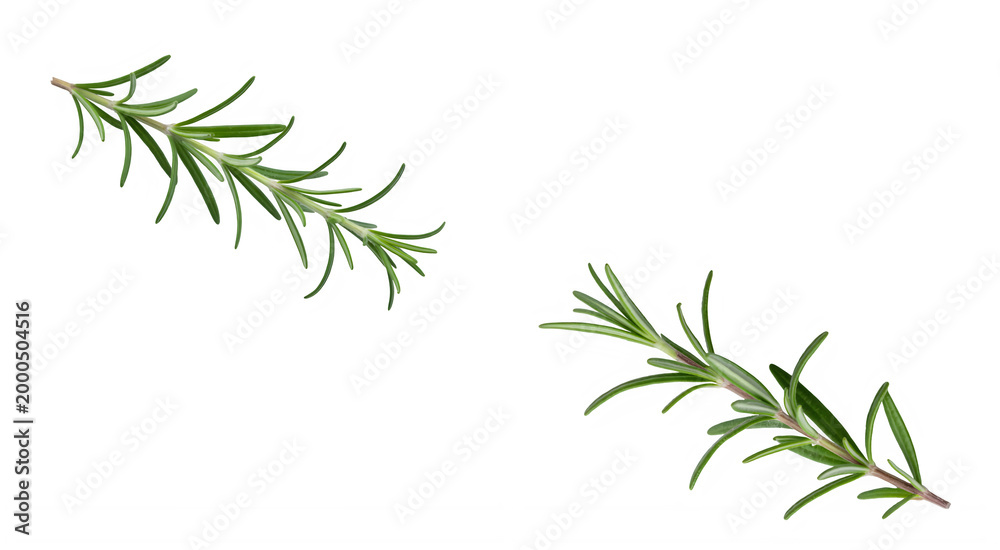 Fototapeta premium Fresh Rosemary Sprigs With Transparent Background 