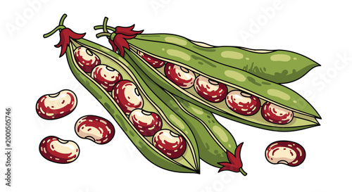 Fresh cranberry beans still nestled within their green pods, alongside shelled beans, highlighting their distinctive red and white speckled pattern.