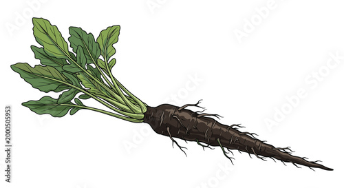 A long, dark black salsify root with its green leafy top, a unique and flavorful root vegetable known for its earthy taste.