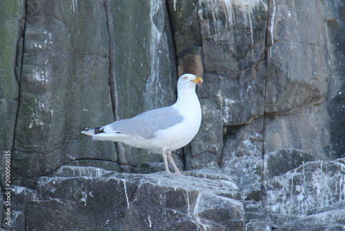 A Large Adult Seagull Bird Standing on a Ledge of a Cliff.