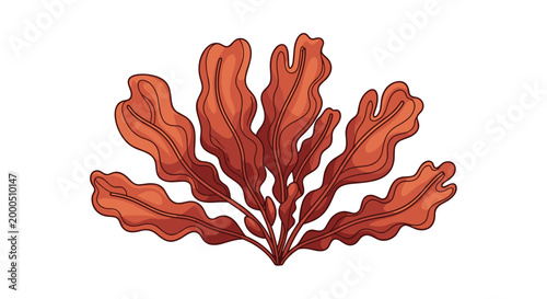 A beautiful cluster of reddish-brown seaweed or edible kelp, showcasing its wavy texture, a nutritious and versatile marine plant.