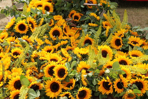 A Pretty Arrangement of Yellow Sunflower Plants.