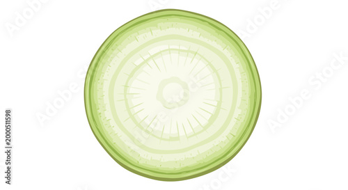 A perfectly round, cross-section slice of a fresh green onion or scallion, revealing its concentric layers, ideal for garnishing and cooking.