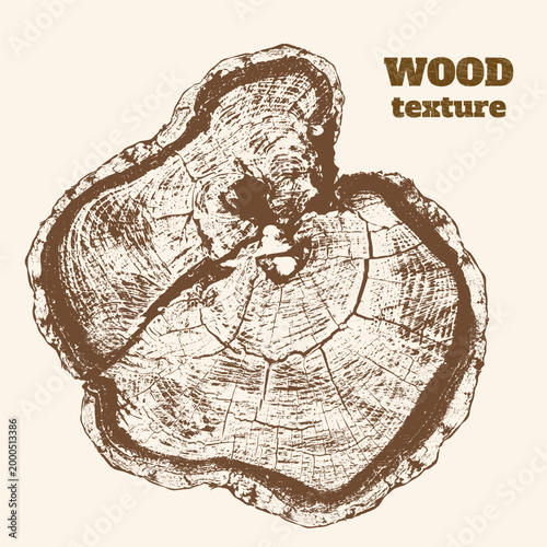 Natural wood texture background with tree trunk cross section in engraving style showing growth rings and cracks for eco design.
