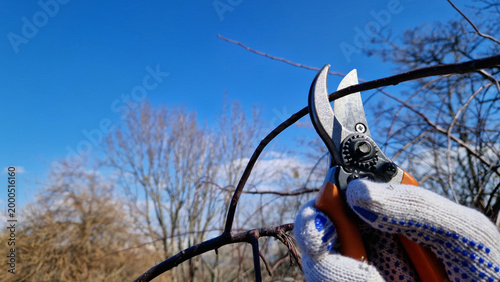 Spring pruning of trees. Works with secateurs in the garden. Cutting off excess branches with secateurs for the correct formation of the tree crown. Work of a gardener in the park or at the dacha