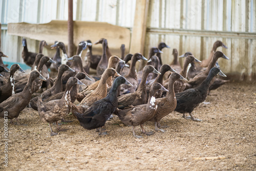 Photos Flock of Ducks in Barn: A large flock of ducks gathers inside of a rustic barn