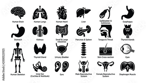 Human anatomy organs icons set isolated on transparent background vector graphic illustration body systems internal organs medical health.