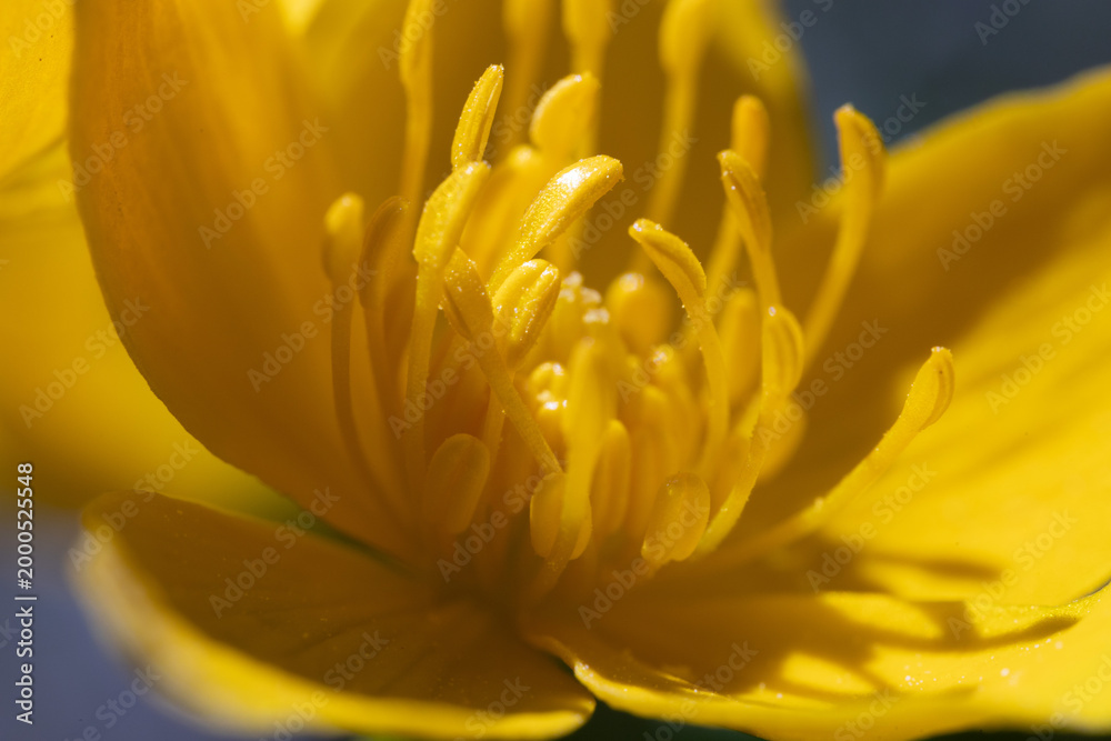 Obraz premium A close-up macro shot of the vibrant yellow petals and stamen of a Marsh Marigold flower.