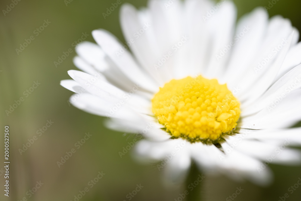 Fototapeta premium A close-up of a white daisy with a yellow center, set against a blurred green background.
