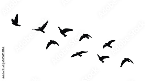 flock of flying birds isolated on white background.