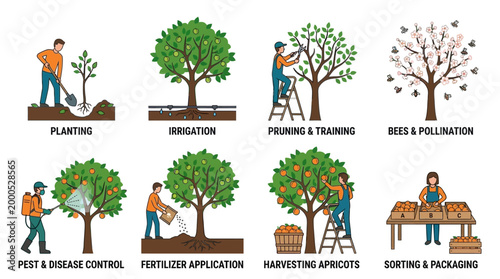 Illustrative icons showing the complete production stages of fruit farming including planting irrigation maintenance harvesting and packing processes for high quality fresh orchard crops