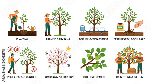 Eight colorful vector illustrations showing the essential stages of apricot tree growth from planting and pruning to harvesting fresh fruit for local markets