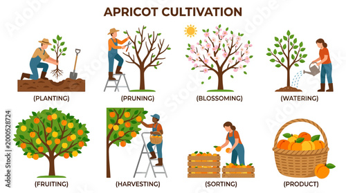 Discover the full apricot cultivation process presented in this detailed infographic, outlining key stages including planting, pruning, watering, blossoming, fruiting, harvesting, and product sorting.