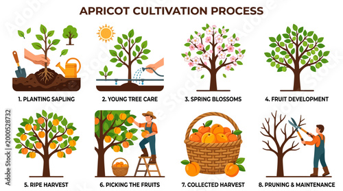 Informative vector illustration displaying the comprehensive agricultural steps required for cultivating fresh apricots from the initial planting phase until the final seasonal pruning