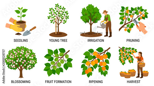 Visualizing the complete life cycle of a fruit tree from seedling to harvest and its various growth stages