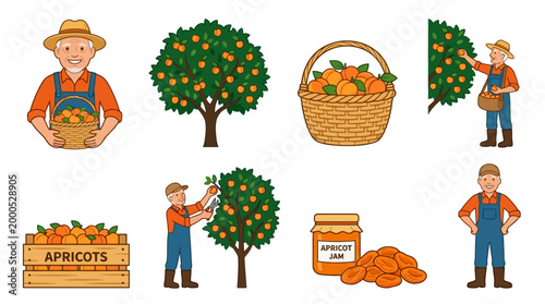 Friendly senior farmer harvesting fresh ripe apricots from orchard trees and preparing delicious healthy jam for local market sales in a simple collection