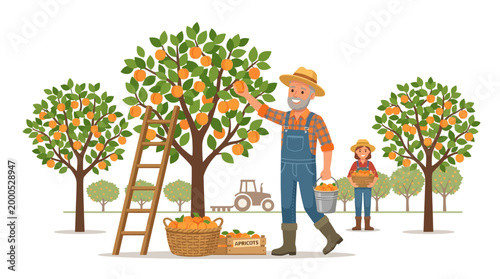 Joyful farmers harvesting ripe apricots from a thriving orchard, carefully picking the sweet fruit and collecting it into baskets and wooden crates.