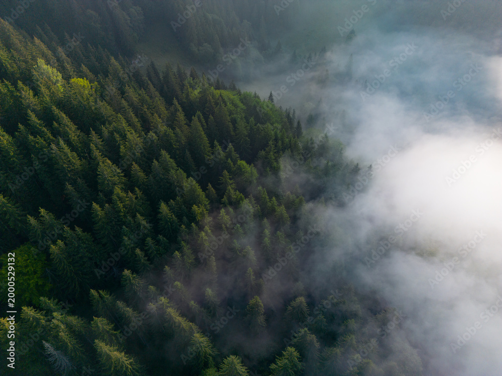 Fototapeta premium Drone View Foggy Forest Carpathian Mountains Aerial Morning Mist Spruce Trees Ukraine