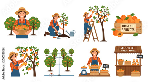 Happy female farmer harvesting fresh organic apricots from trees and selling them at a local market stall in a set of flat illustrations