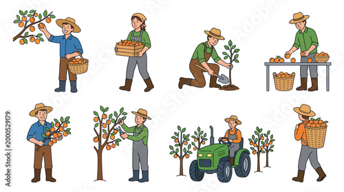 Hardworking farmers harvesting ripe organic oranges and caring for young fruit trees in a sunny orchard while using various traditional farming tools today
