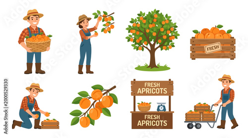 Cartoon farmers harvesting fresh ripe apricots from trees and collecting them into crates for market sale