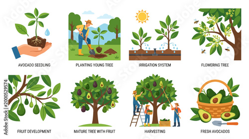 Informative vector illustration showing the growth stages of avocado plants from seed planting through to mature tree harvesting and fresh fruit production cycles
