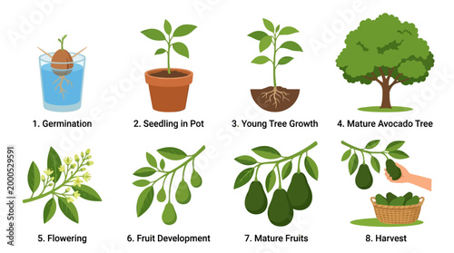 Detailed infographic showing the complete biological life cycle of an avocado plant from initial seed germination to the final harvesting of ripe fruit