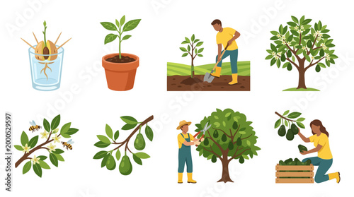 An avocado plant grows from a seed in water to a tree with fruit and is harvested by farmers.
