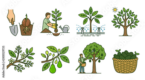 Avocado cultivation process icons featuring planting seedlings watering irrigation flowering fruit development harvesting and a wicker basket filled with fresh ripe green fruit