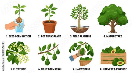 Informative educational infographic illustrating the biological growth cycle of an avocado plant from the initial seed germination phase to the final harvest period