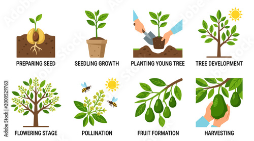 Various flat icons illustrating the complete life cycle of an avocado tree starting from the seed to the final harvest of fruit