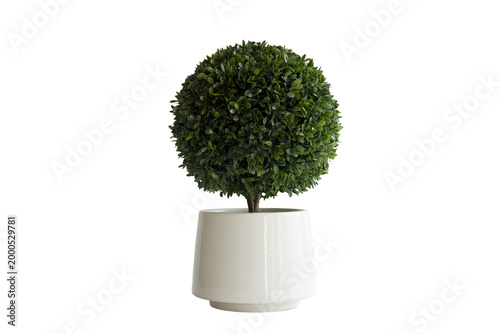 Garden Topiary Bush Tree in Planter Isolated on Transparent Background