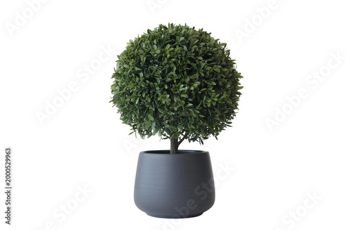 Round Shaped Decorative Tree Plant Vector Illustration Isolated on Transparent Background