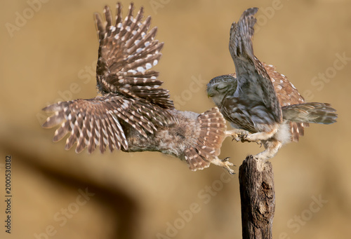 Foto Action shot: An adult Little Owl (Athene noctua) with spread wings holding the leg of a fledgling attempting to fly