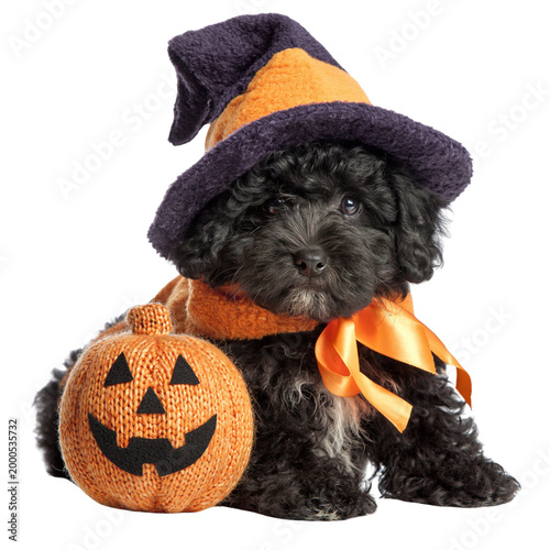 Cute black poodle puppy wearing witch hat and orange scarf sitting with knitted pumpkin isolated on white isolated on transparent or white background, png