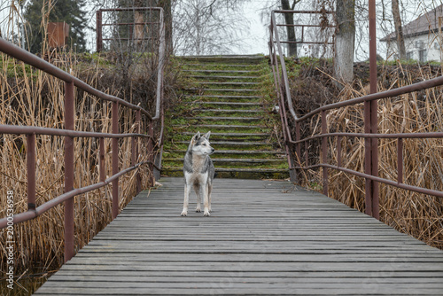 A homeless dog on a suspension bridge