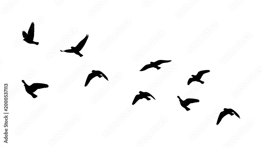 Obraz premium Flying birds silhouettes on PNG transparent background. Birds flock PNG. bird tattoo design.