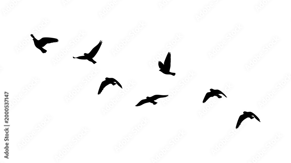 Fototapeta premium Flying birds flock isolated on PNG transparent background. Flying birds silhouettes pattern Png
