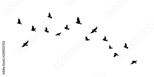 Flying birds silhouettes pattern wallpaper isolated on PNG transparent background. Birds flock isolated. Birds flock template.
