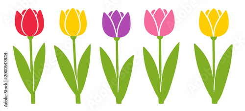 A row of colorful tulip flowers in red, pink, purple and yellow on transparent background. Bright spring floral vector for seasonal greeting cards and festive designs.