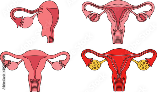 Female Reproductive System Anatomy Set with Uterus Ovaries and Fallopian Tubes Vector Illustration for Medical Education, Gynecology and Healthcare Design