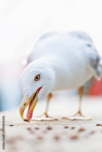 White seagull picking food crumbs from pavement in city setting, close up wildlife scene with shallow depth of field, urban survival and adaptation concept