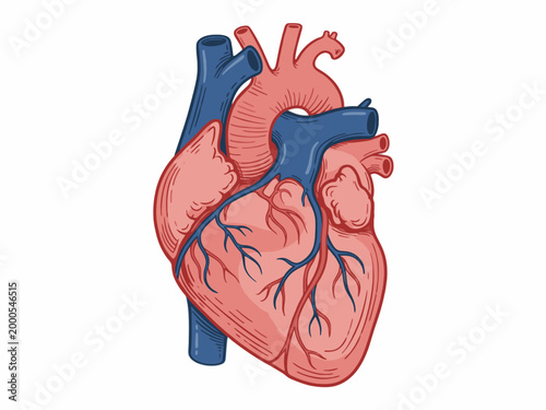 Human Heart Anatomy Illustration with Arteries and Veins
