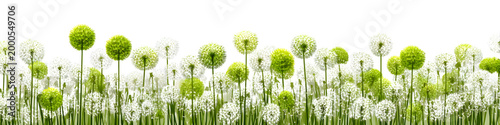 White dandelions, green grass. Horizontal, popular, natural, beautiful background for showcasing products, goods, text. Nature, flora, environmental friendliness.