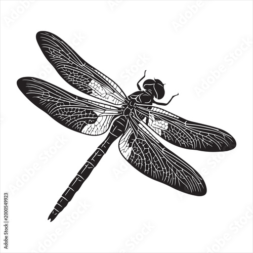 Vintage engraving of a dragonfly a detailed illustration of insect anatomy