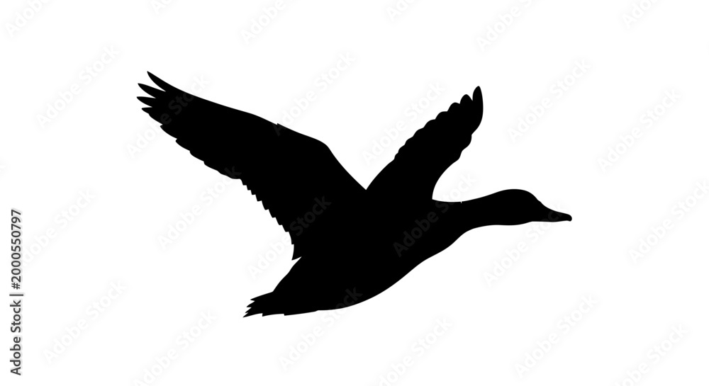 Fototapeta premium duck silhouette in flight against white background