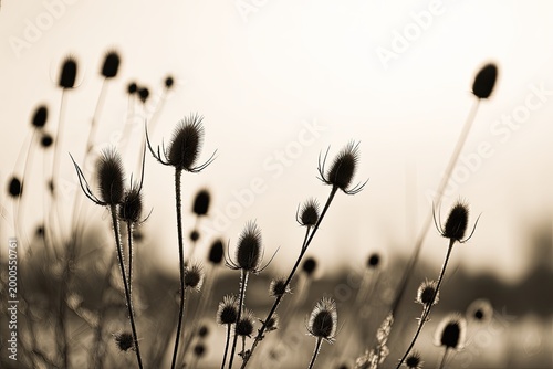 A serene monochrome image showcases the delicate beauty of dried teasel plants against a soft, blurred background.