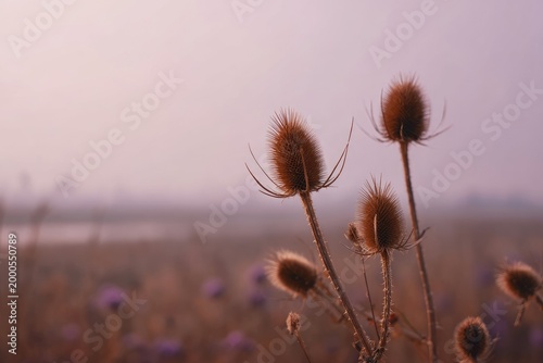 A delicate close-up showcases the textured seed heads of teasel plants against a soft, hazy backdrop.