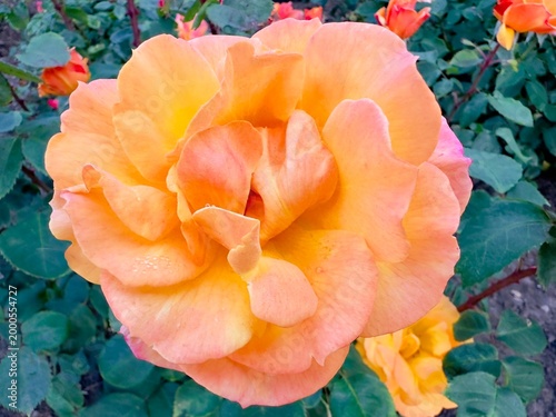 red orange flower
