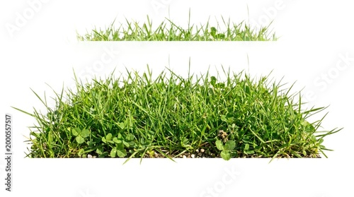Fresh green grass and microgreens in planter